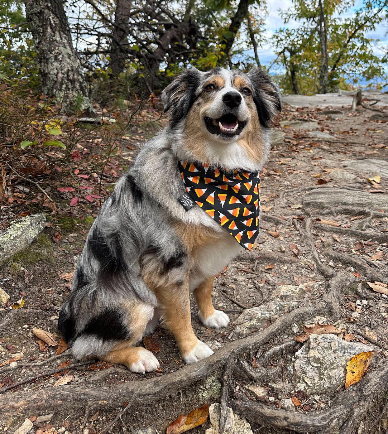 Candy Corn Pizza Dog Bandana