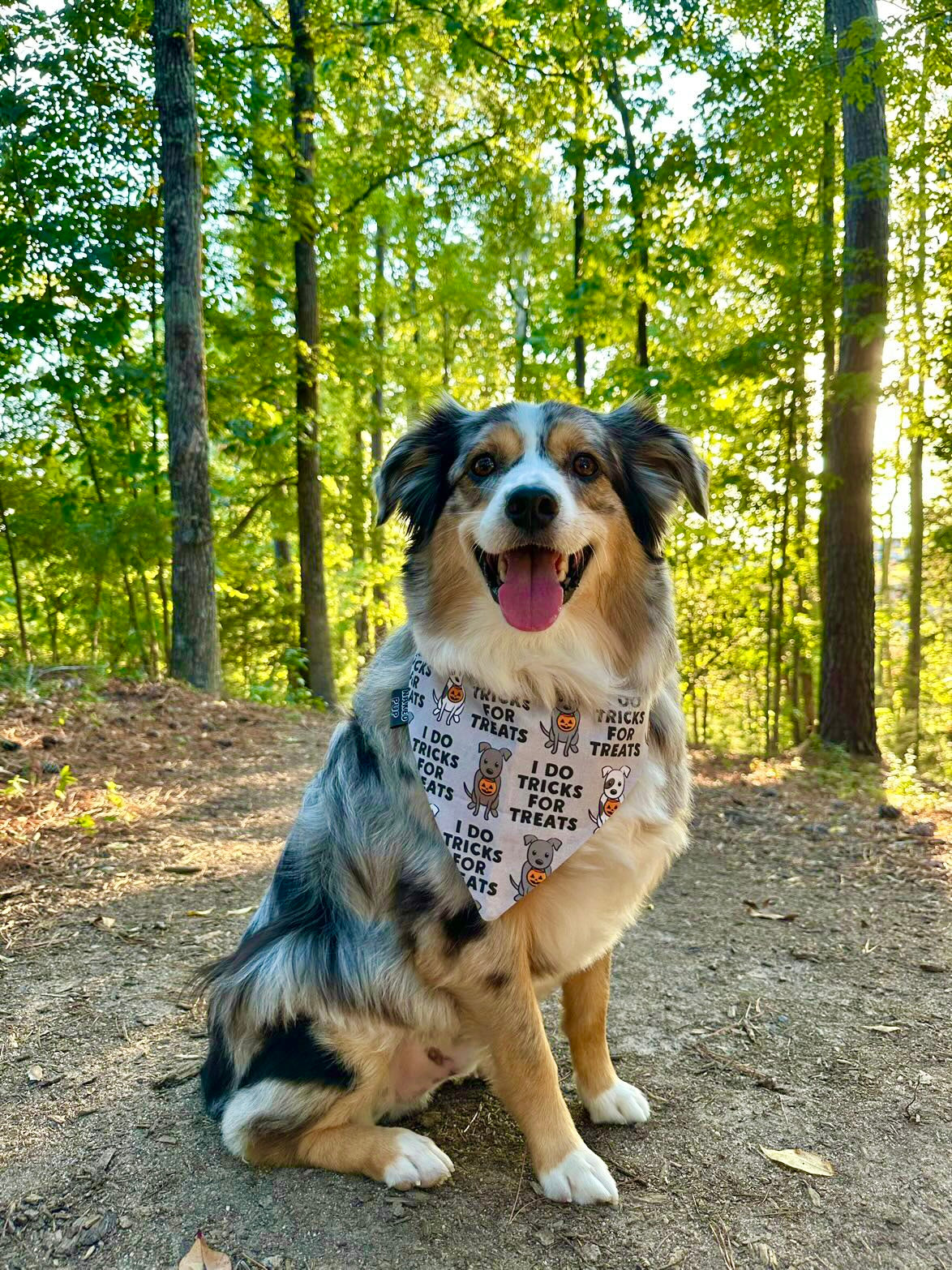 Tricks For Treats Dog Bandana
