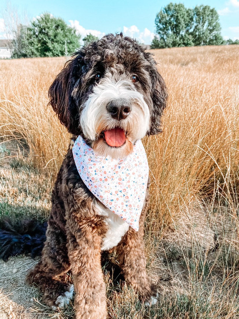 Pink Petals Dog Bandana