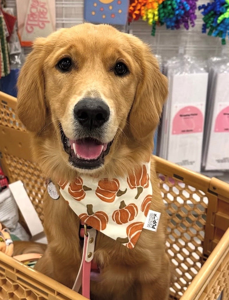 The Great Pumpkin Dog Bandana