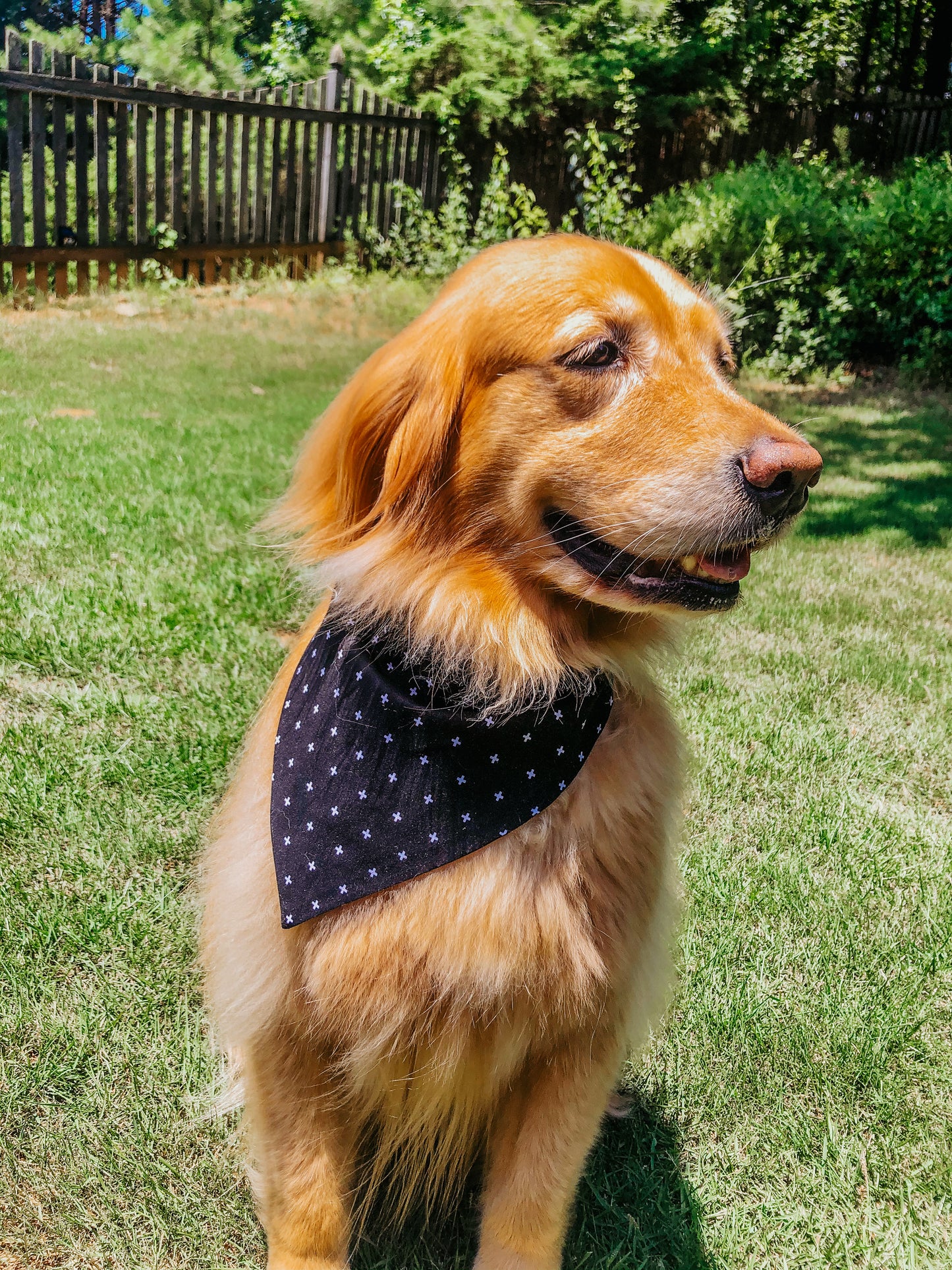 B&W Plus Dog Bandana