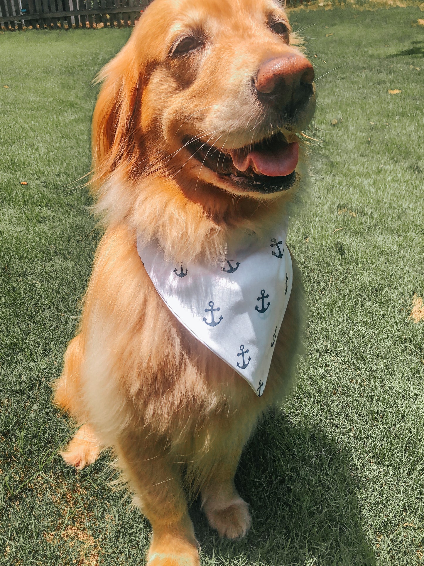 Anchors Away Dog Bandana
