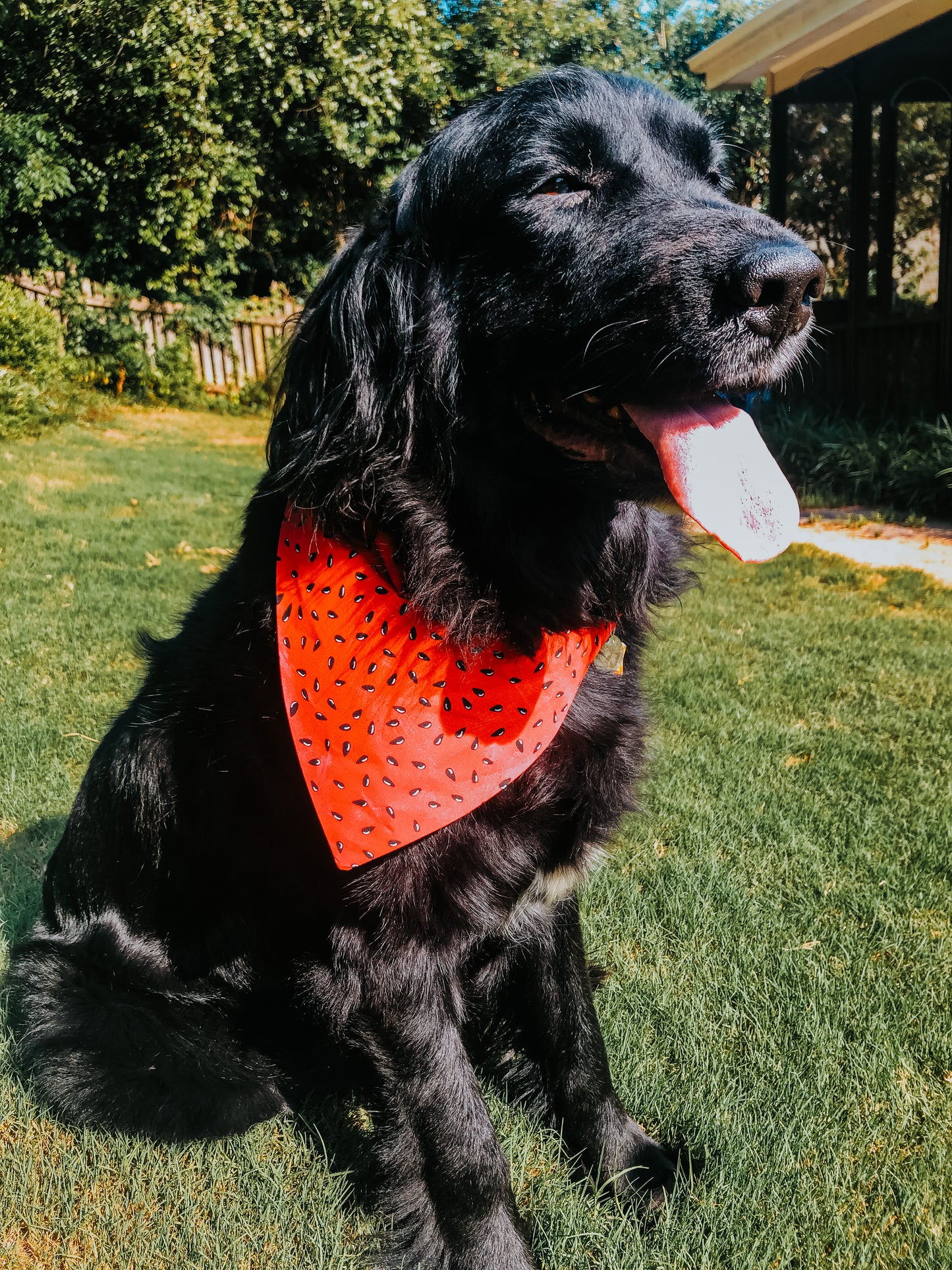 Watermelon Dog Bandana