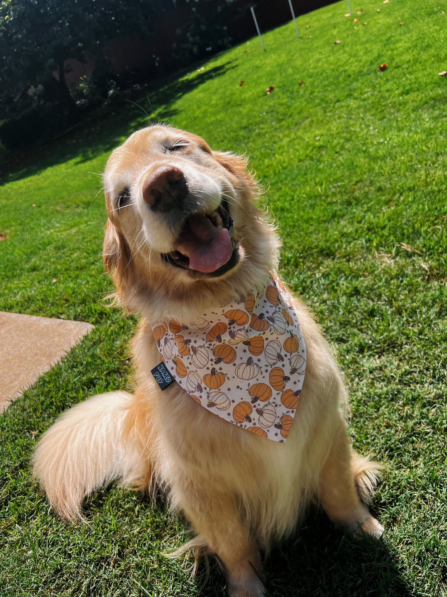Sparkle Pumpkin Dog Bandana