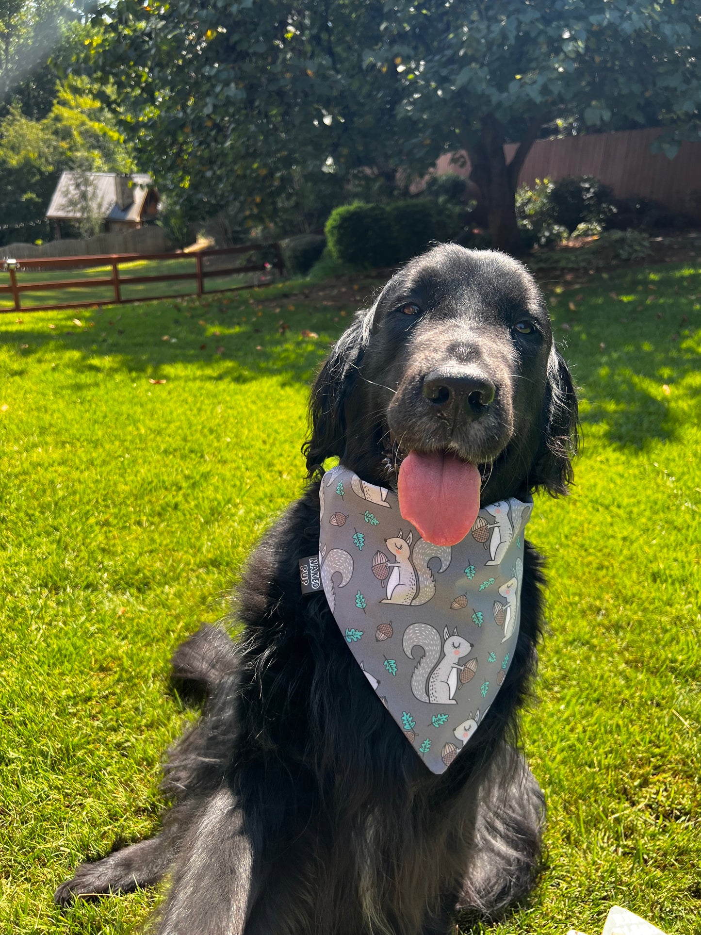 Feelin Squirrley Dog Bandana