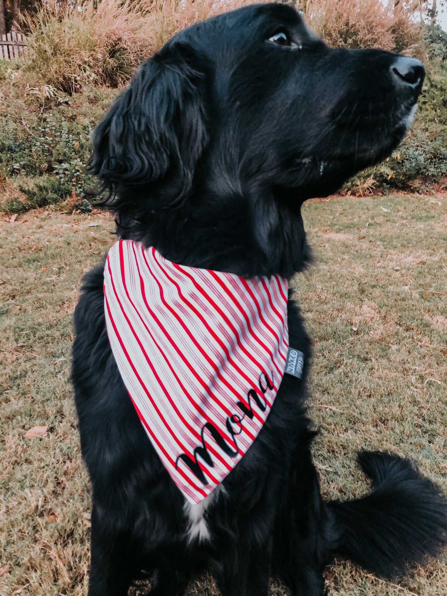 Peppermint Stripes Dog Bandana