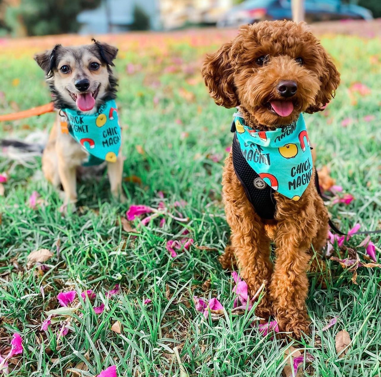 Chick Magnet Dog Bandana