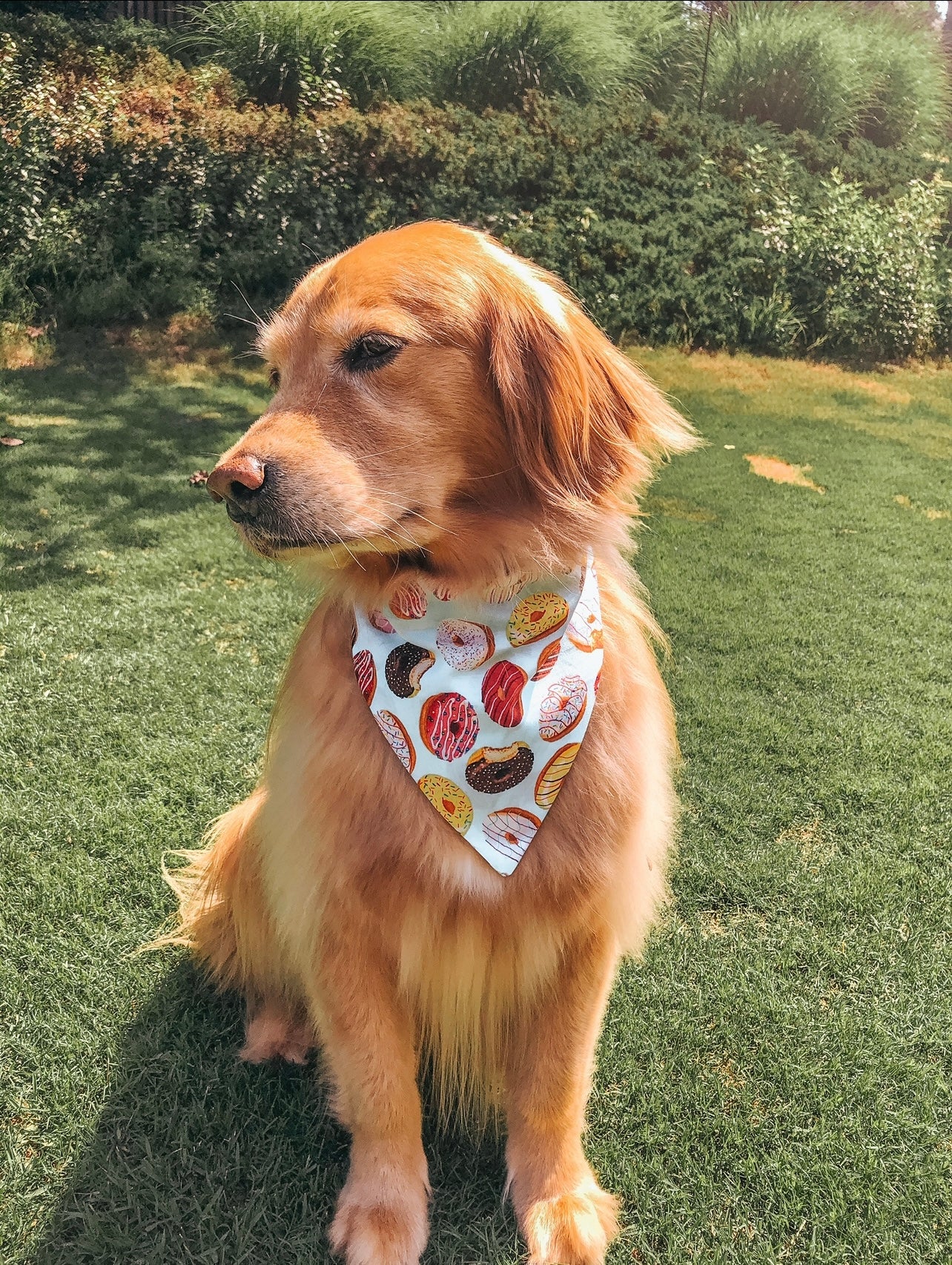 Donuts Dog Bandana