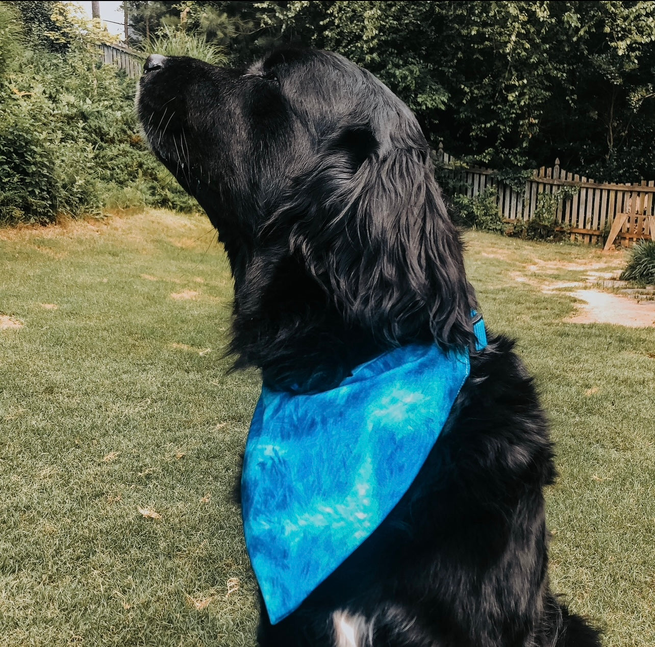 Blue Tie Dye Dog Bandana