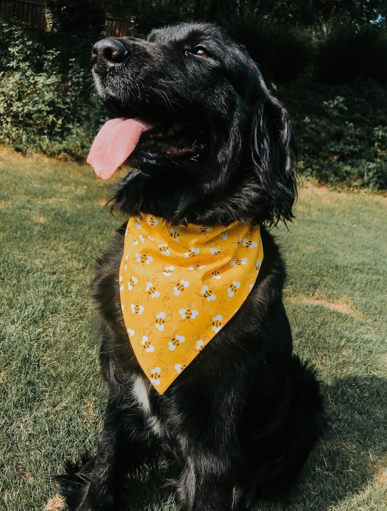 Bumble Dog Bandana