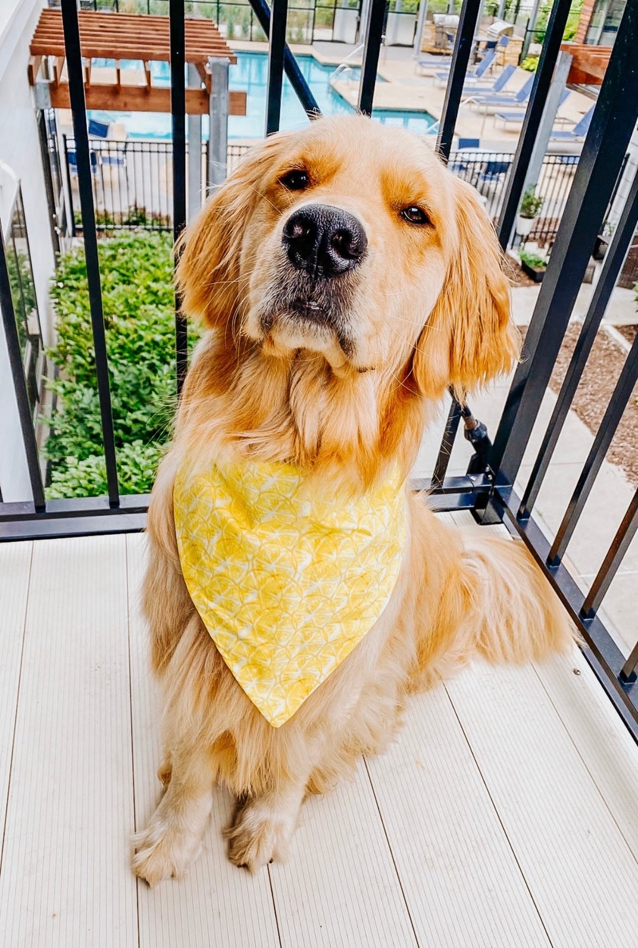 Lemon Squeezy Dog Bandana