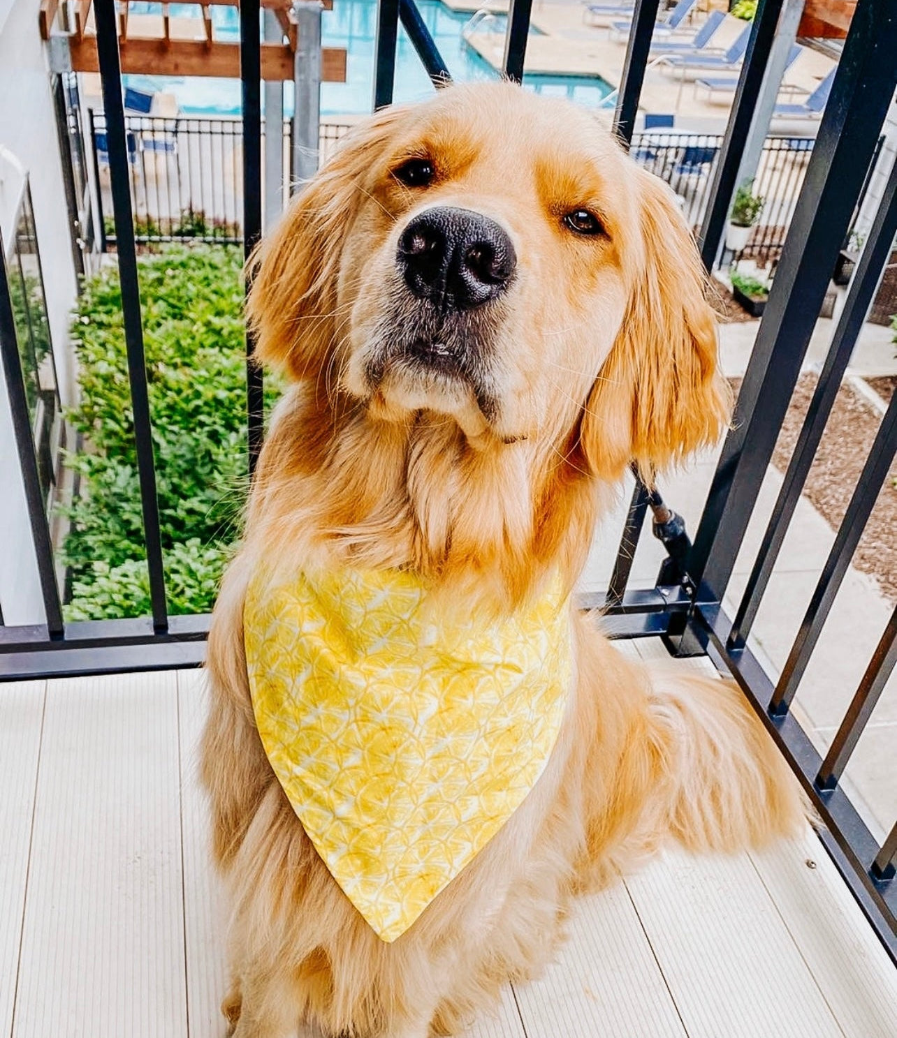Lemon Squeezy Dog Bandana