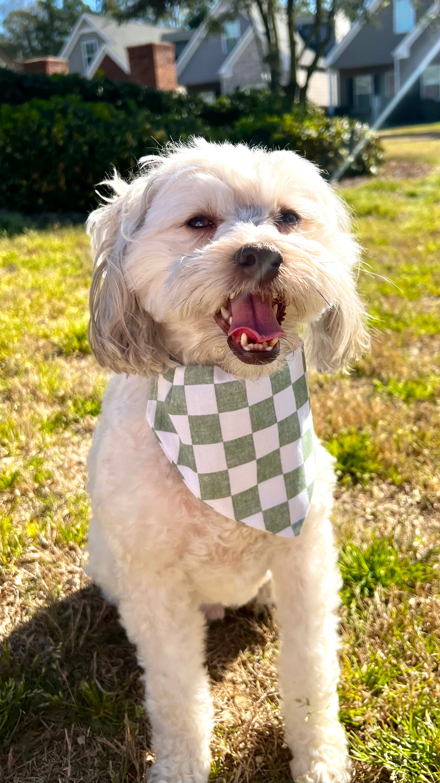 Sage Gingham Bandana