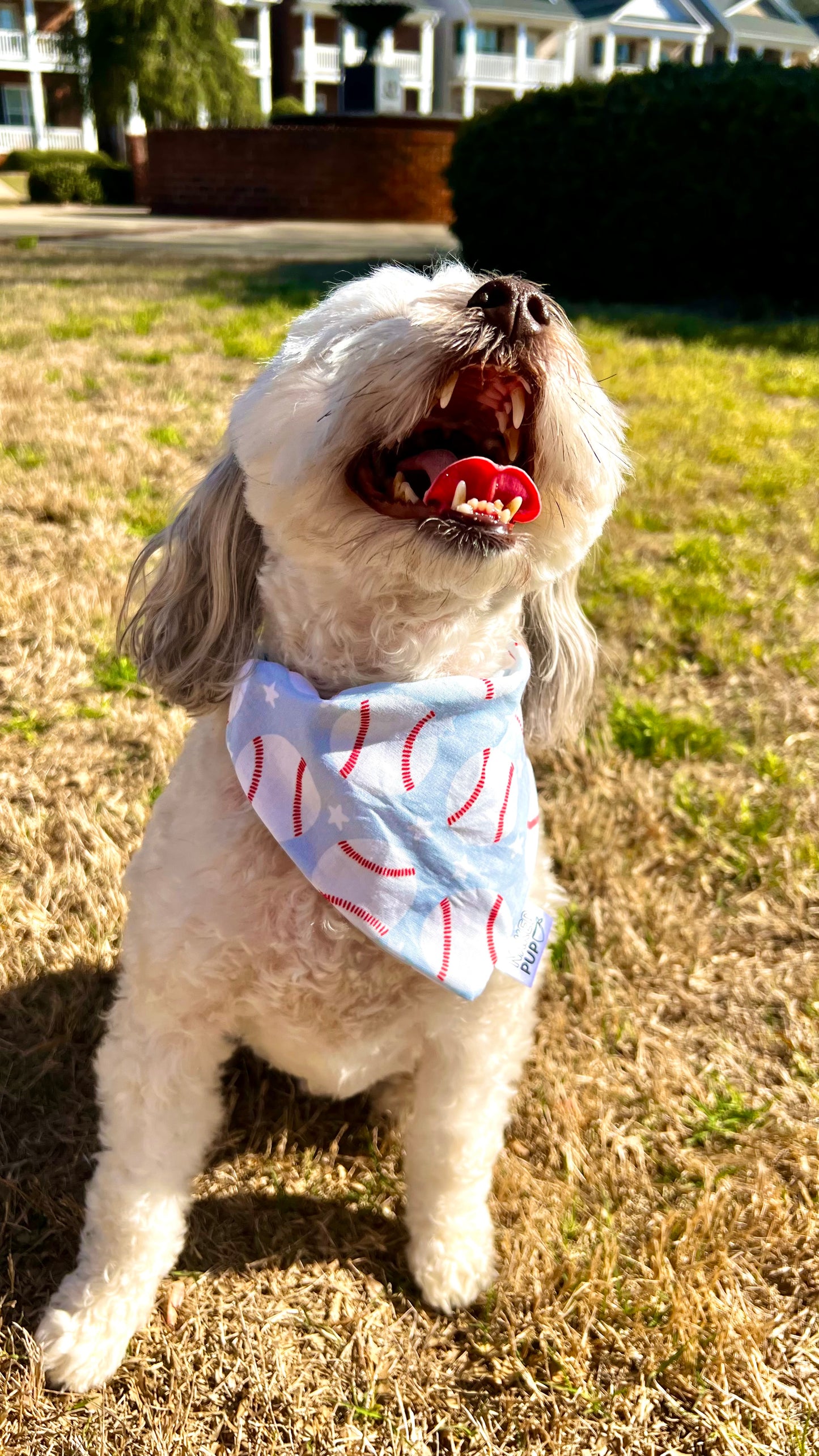 Bark in the Park Bandana