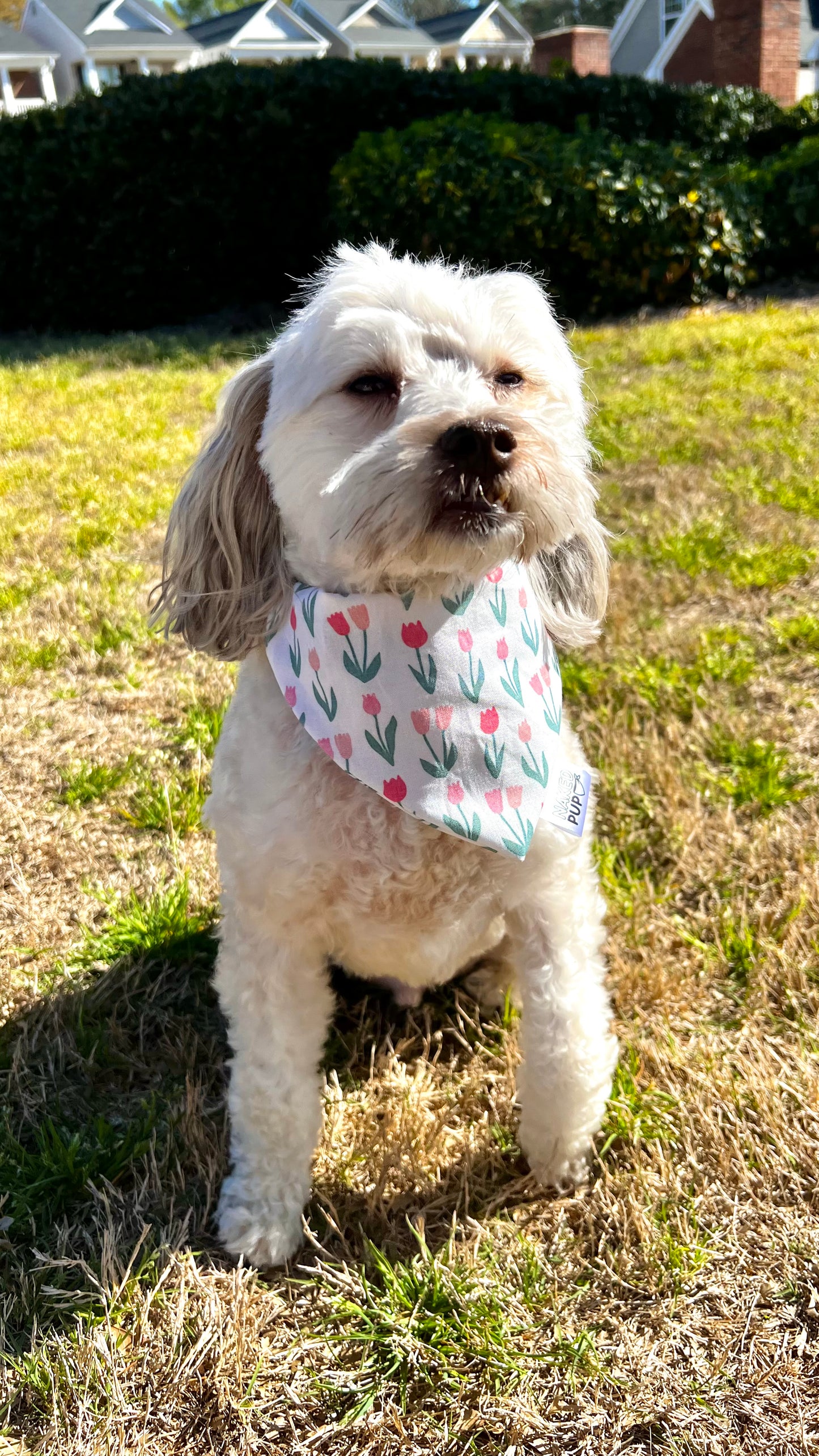 Tulip Fields Bandana