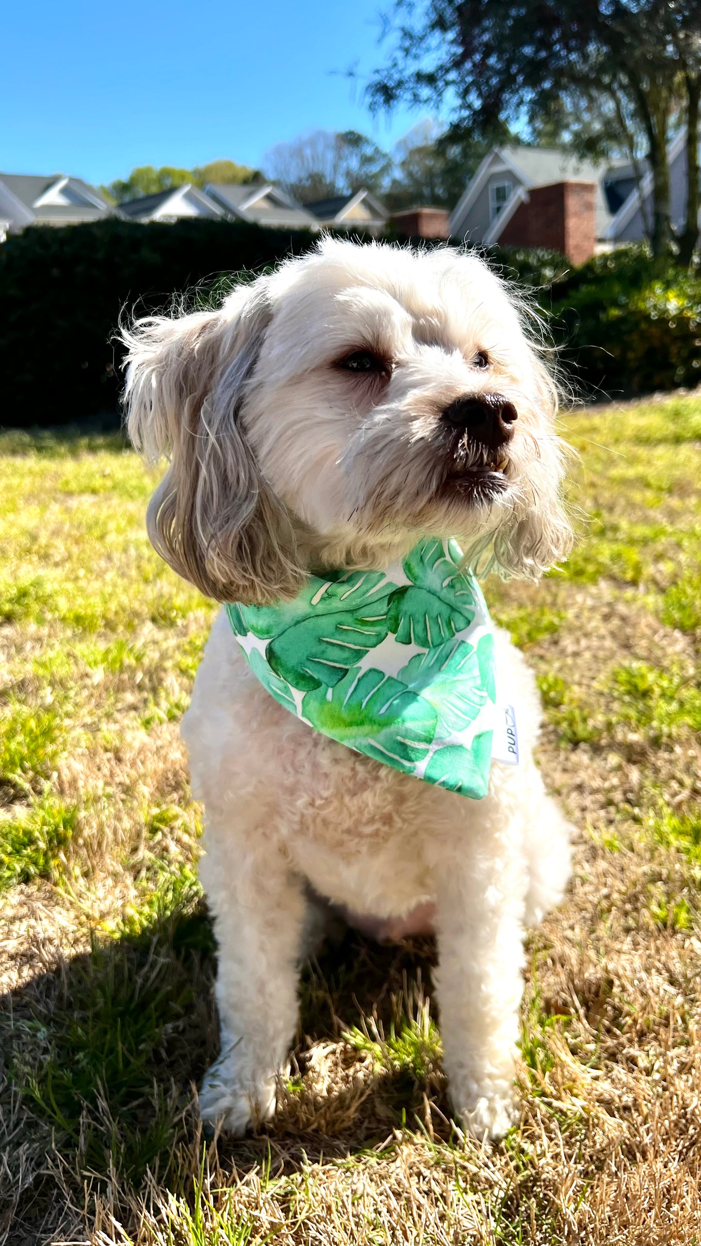 Giant Palms Bandana