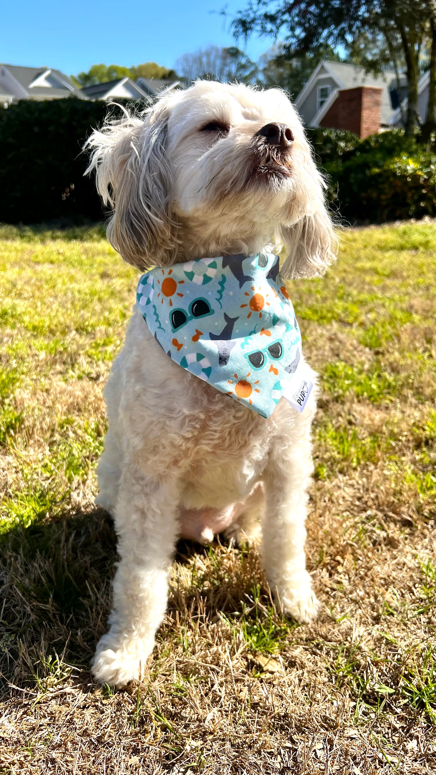 Shark Floaties Bandana