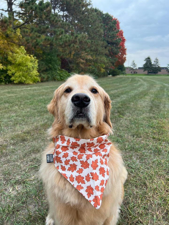 Autumn Leaves Dog Bandana