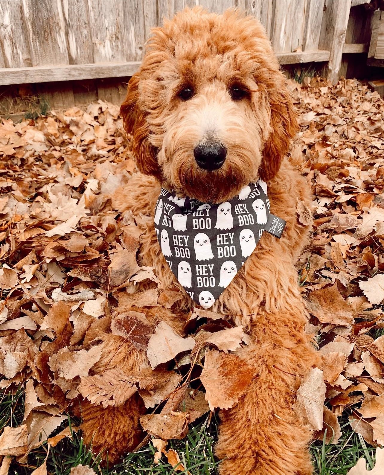 Hey Boo Dog Bandana