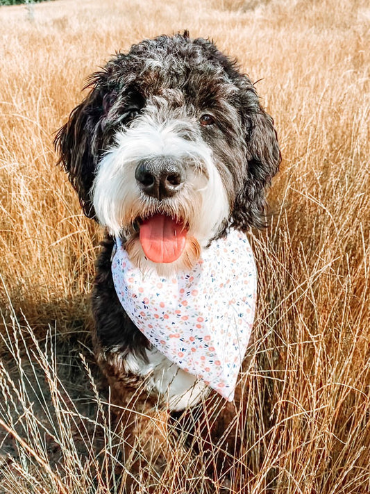 Pink Petals Dog Bandana