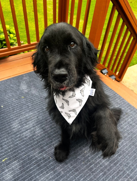 Watercolor Bats Dog Bandana