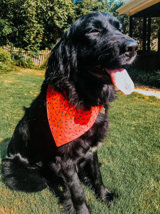 Watermelon Dog Bandana