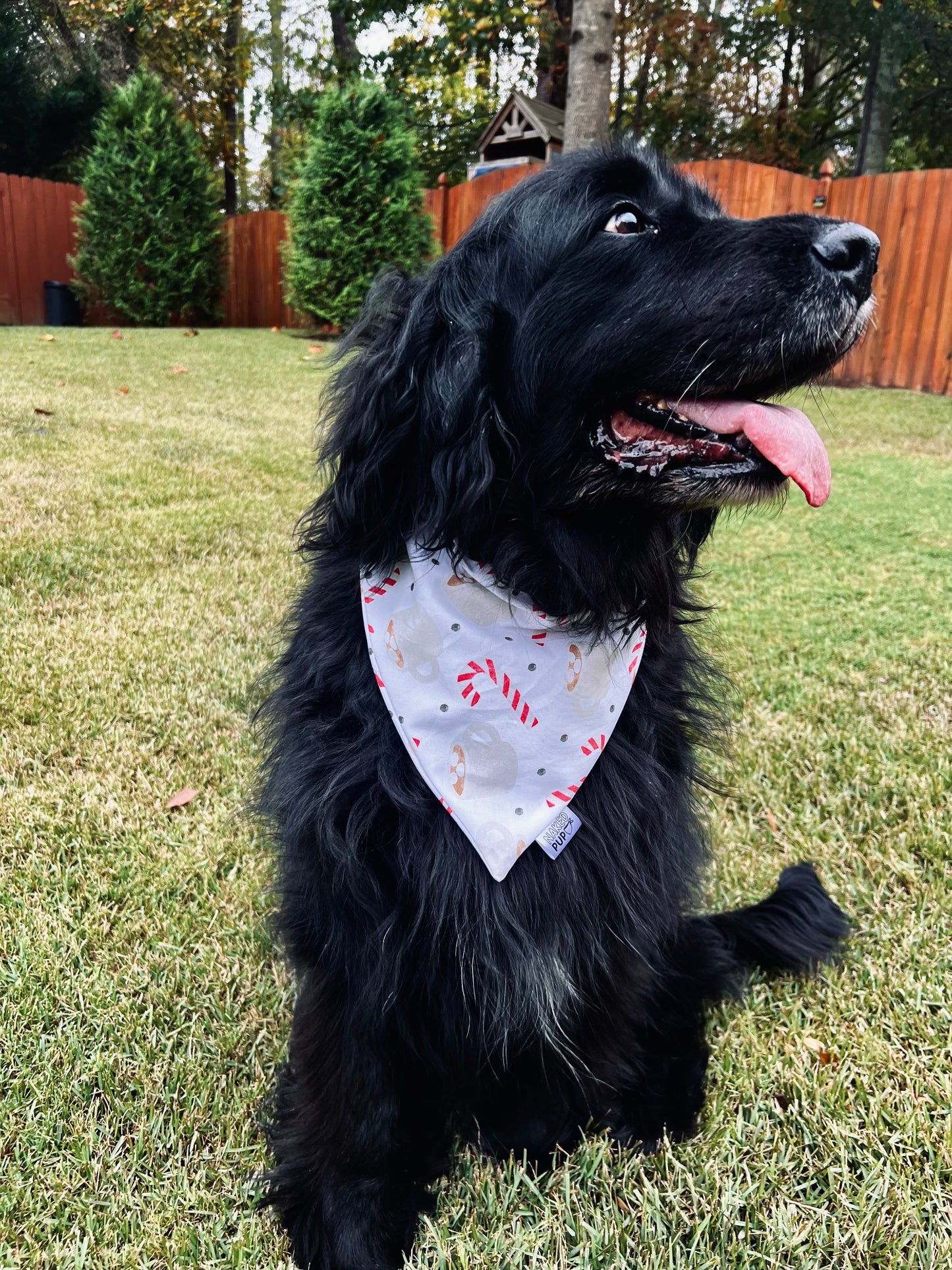 Hot Cocoa Dog Bandana