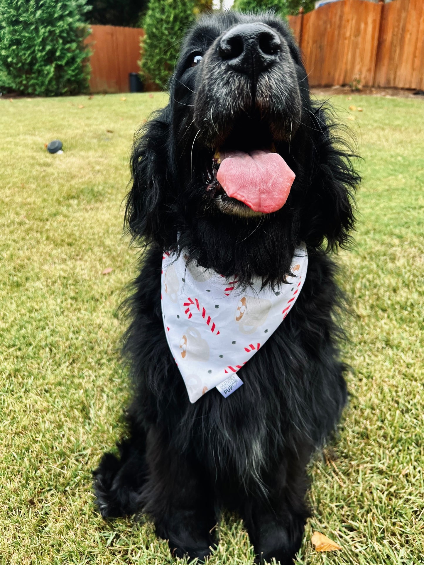 Hot Cocoa Dog Bandana