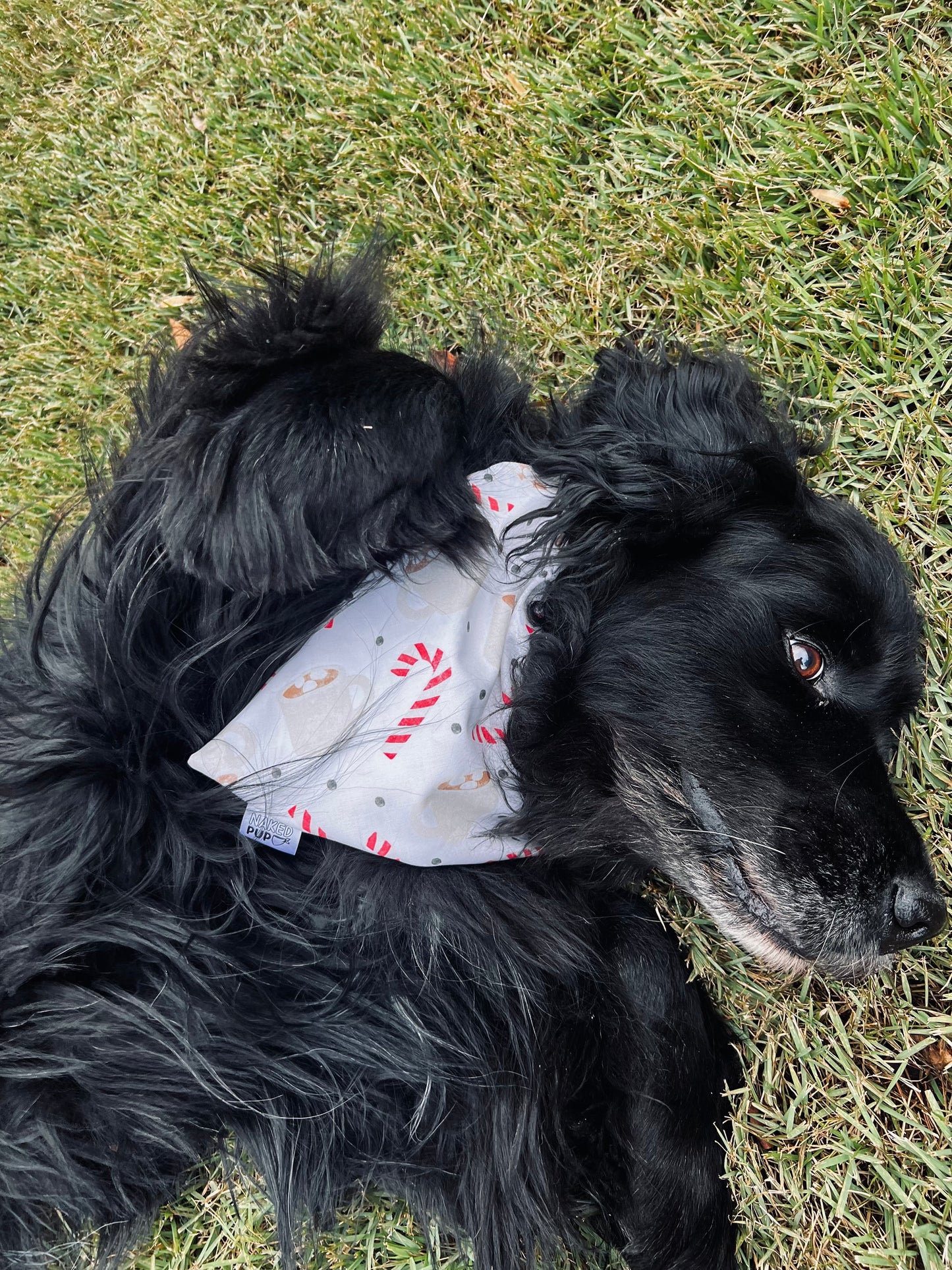 Hot Cocoa Dog Bandana