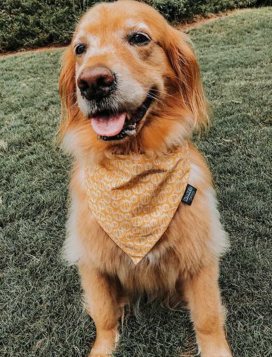 Lil Pumpkin Dog Bandana
