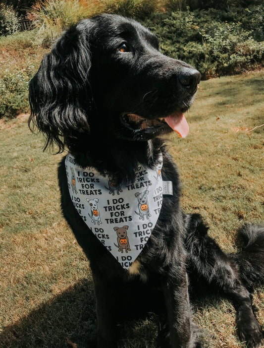 Tricks For Treats Dog Bandana