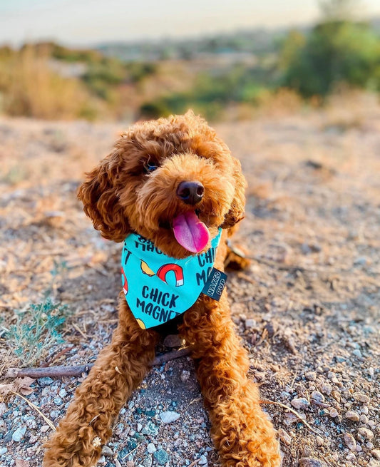 Chick Magnet Dog Bandana
