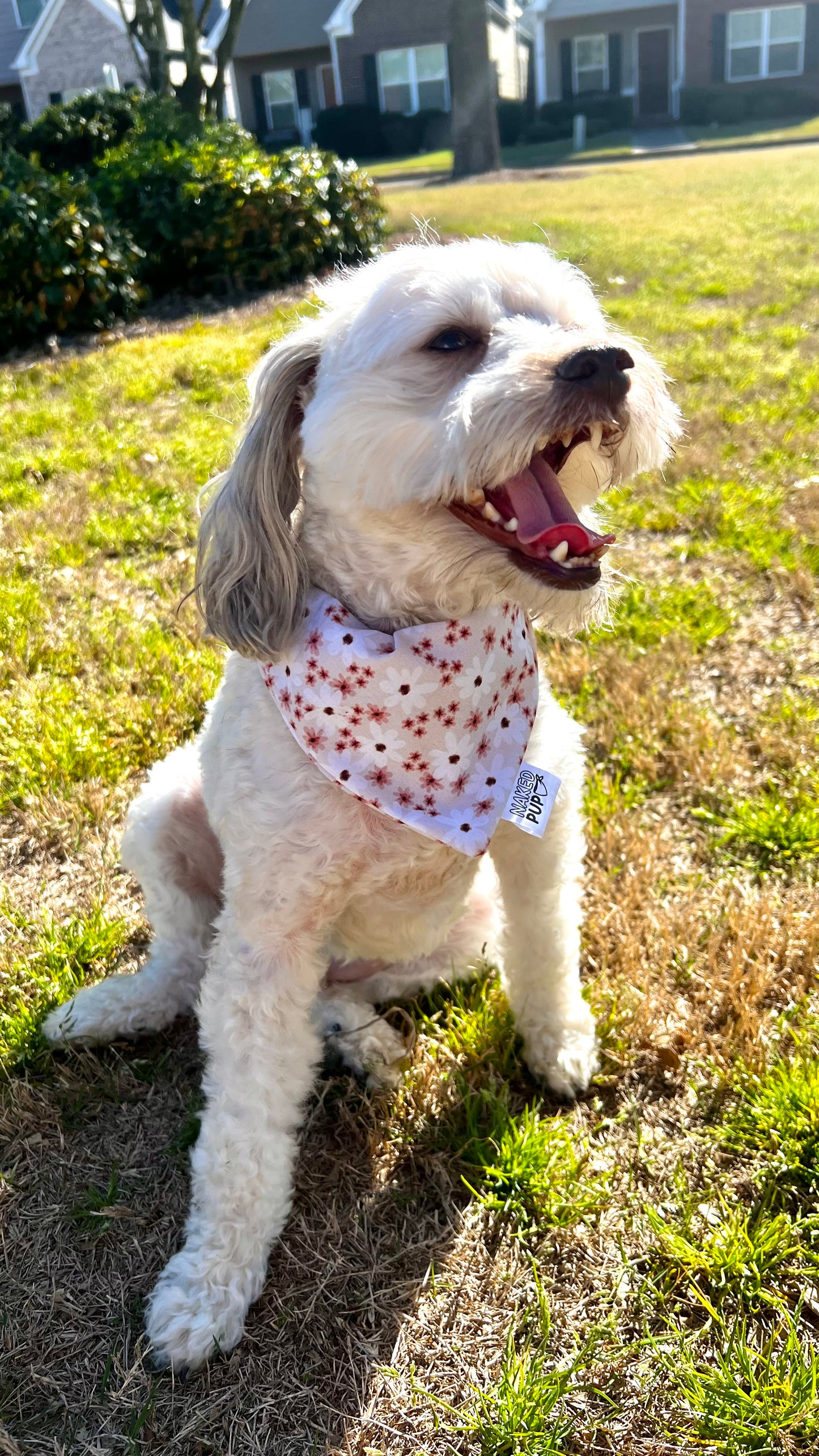Floral Daisies Bandana