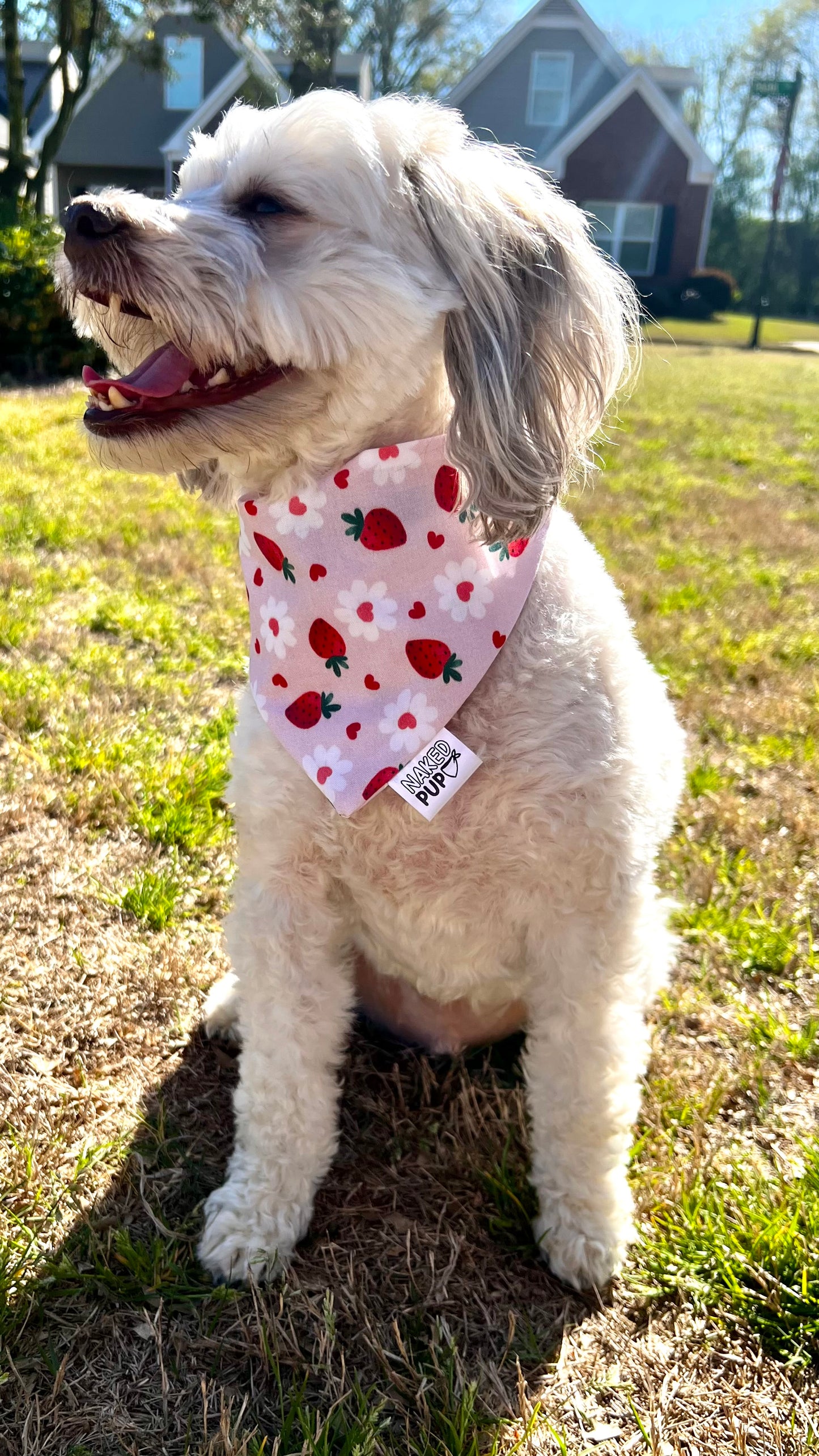 Strawberry Fields Bandana