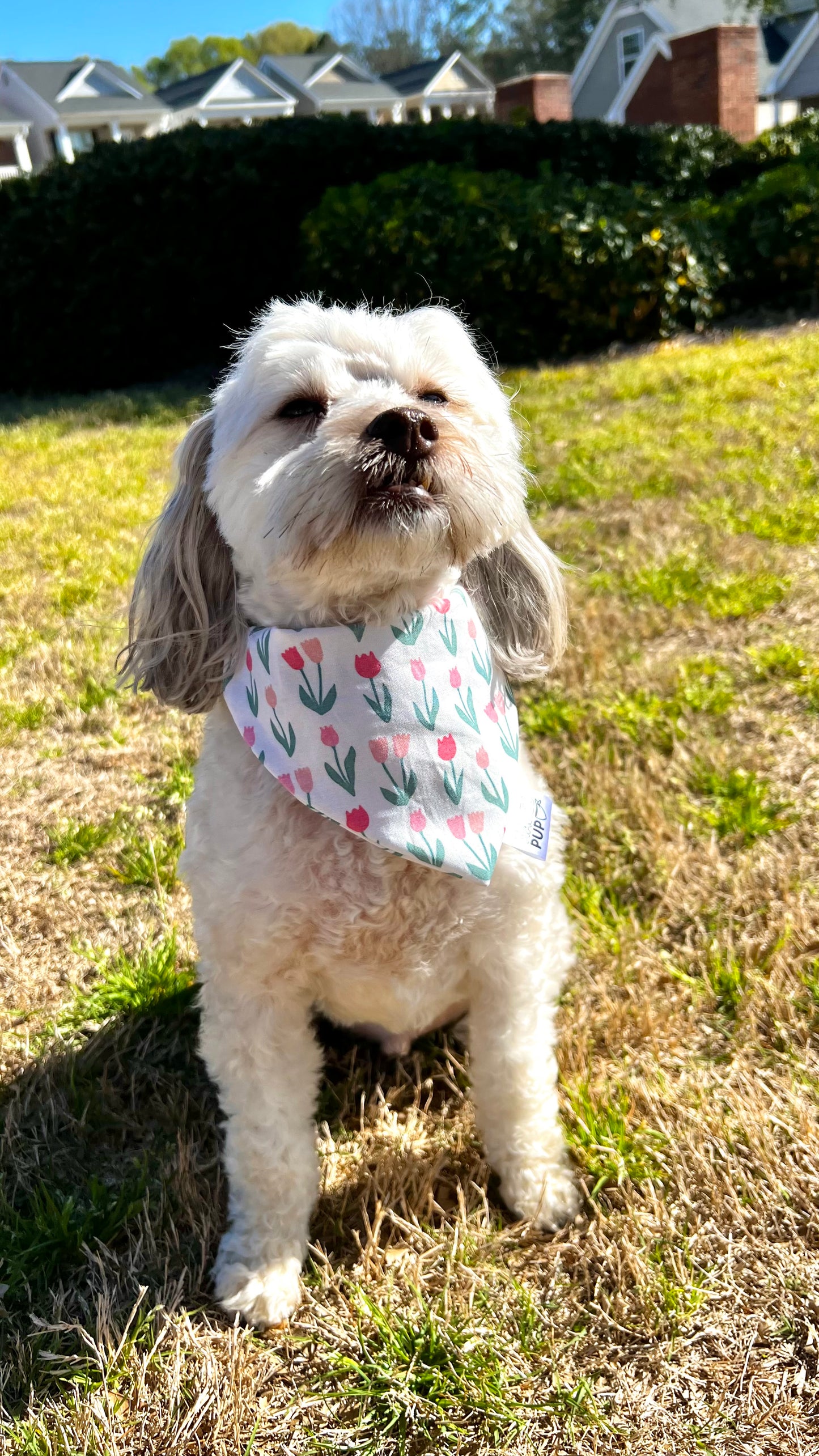 Tulip Fields Bandana