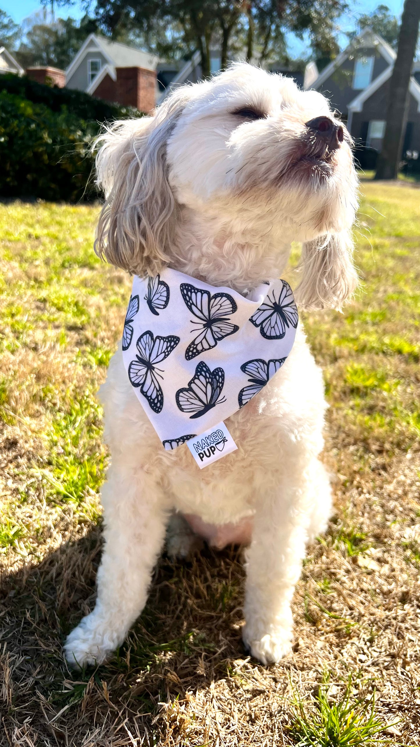 Blue Monarch Bandana
