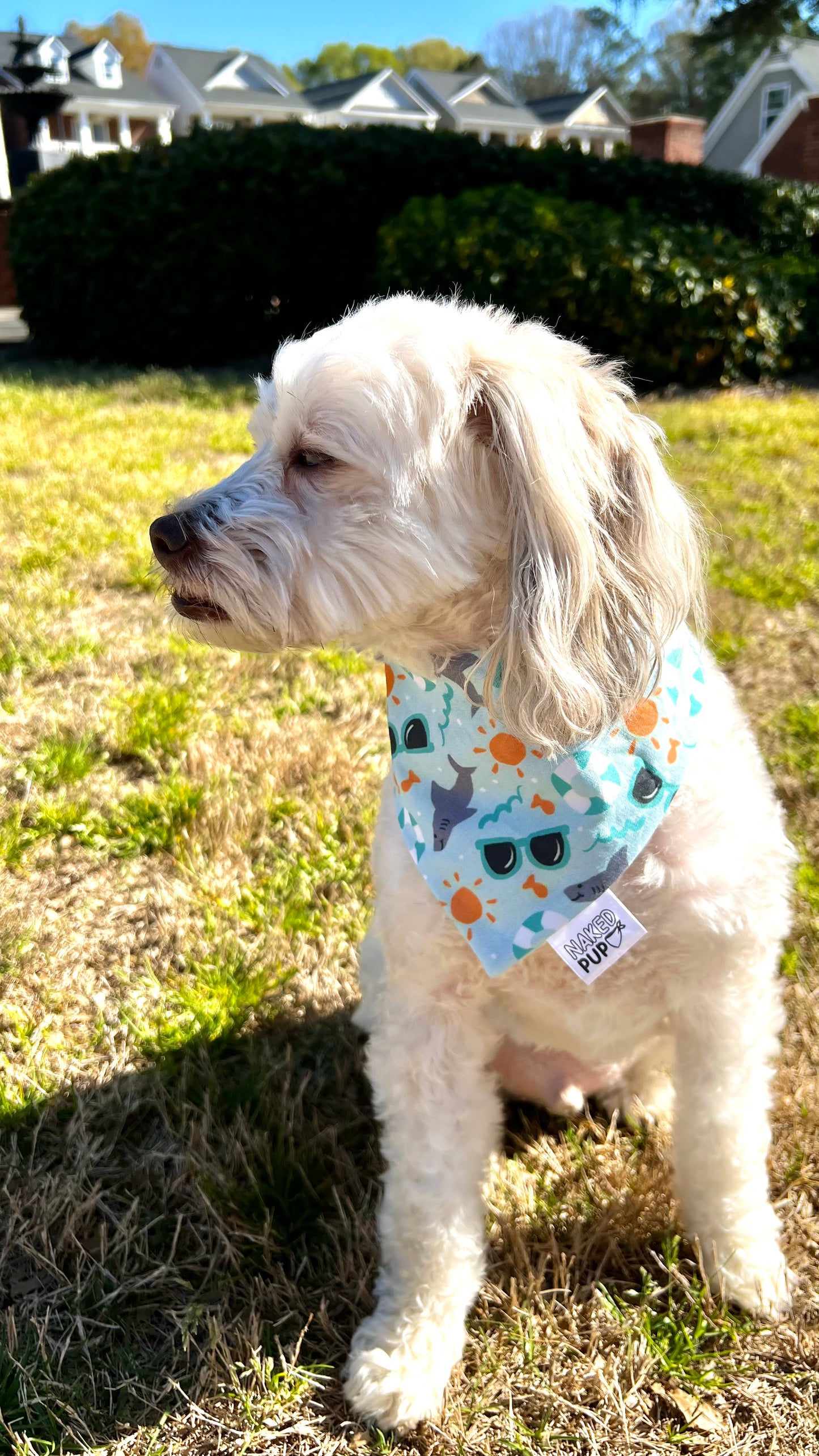 Shark Floaties Bandana