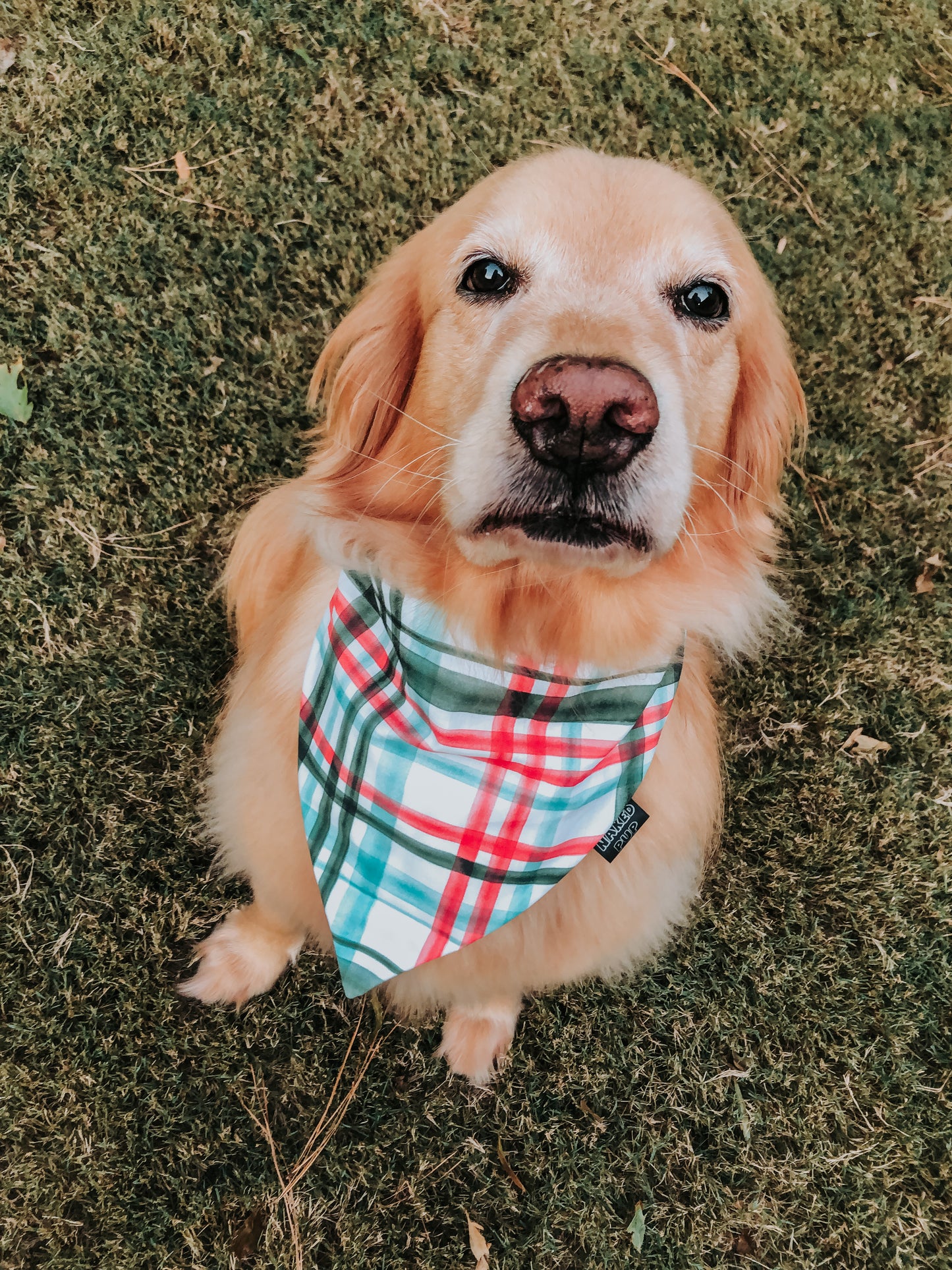 Holiday Plaid Dog Bandana