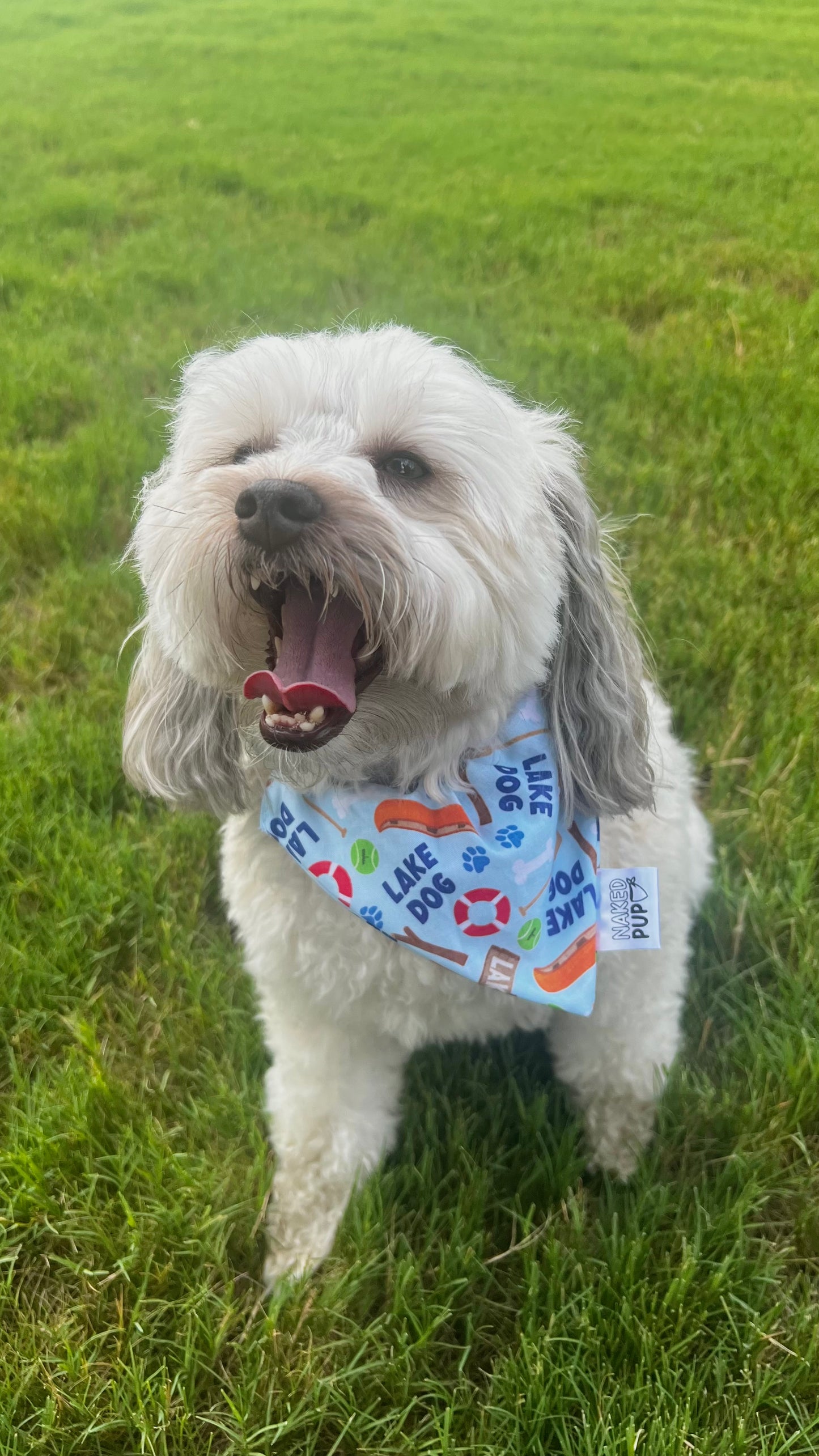 Lake Dog Bandana