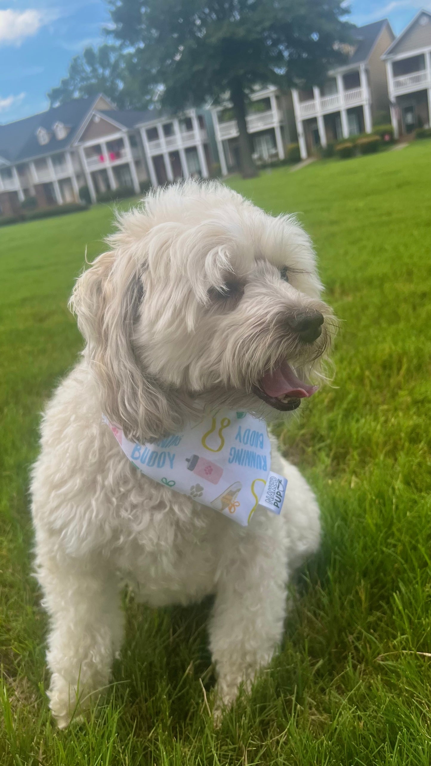 Running Buddy Dog Bandana