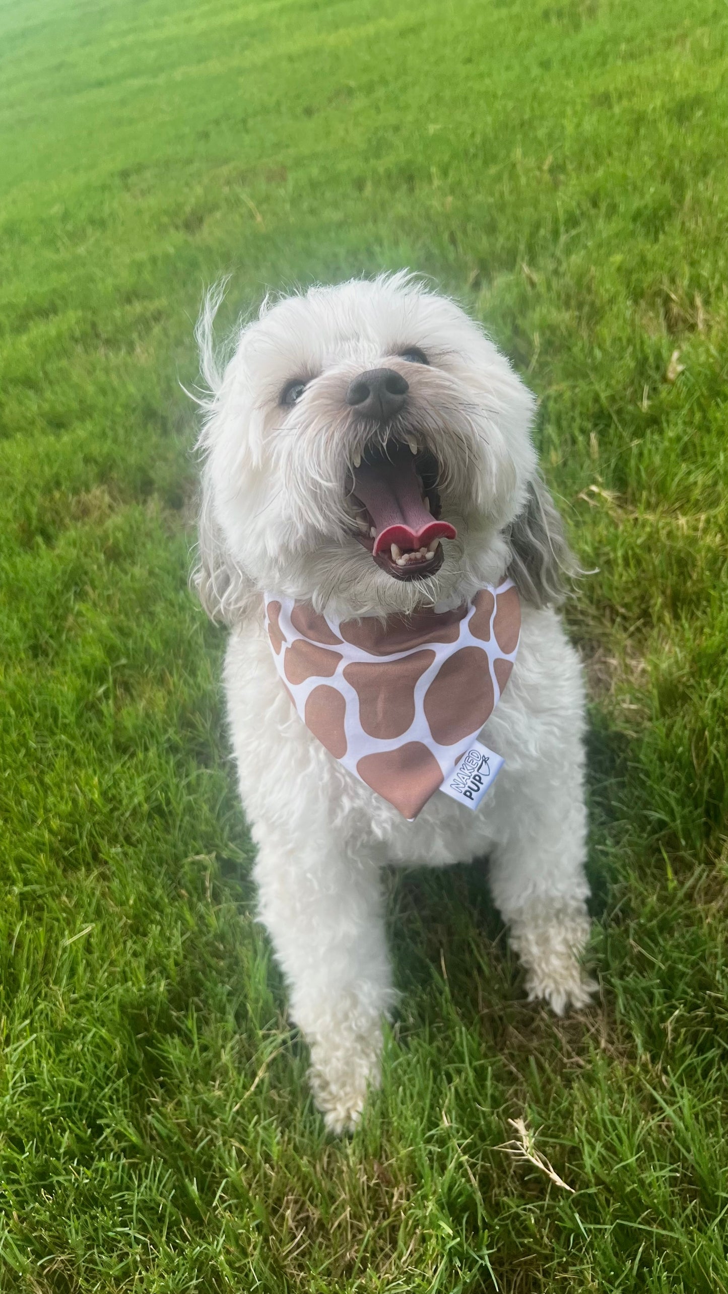 Cowprint Dog Bandana