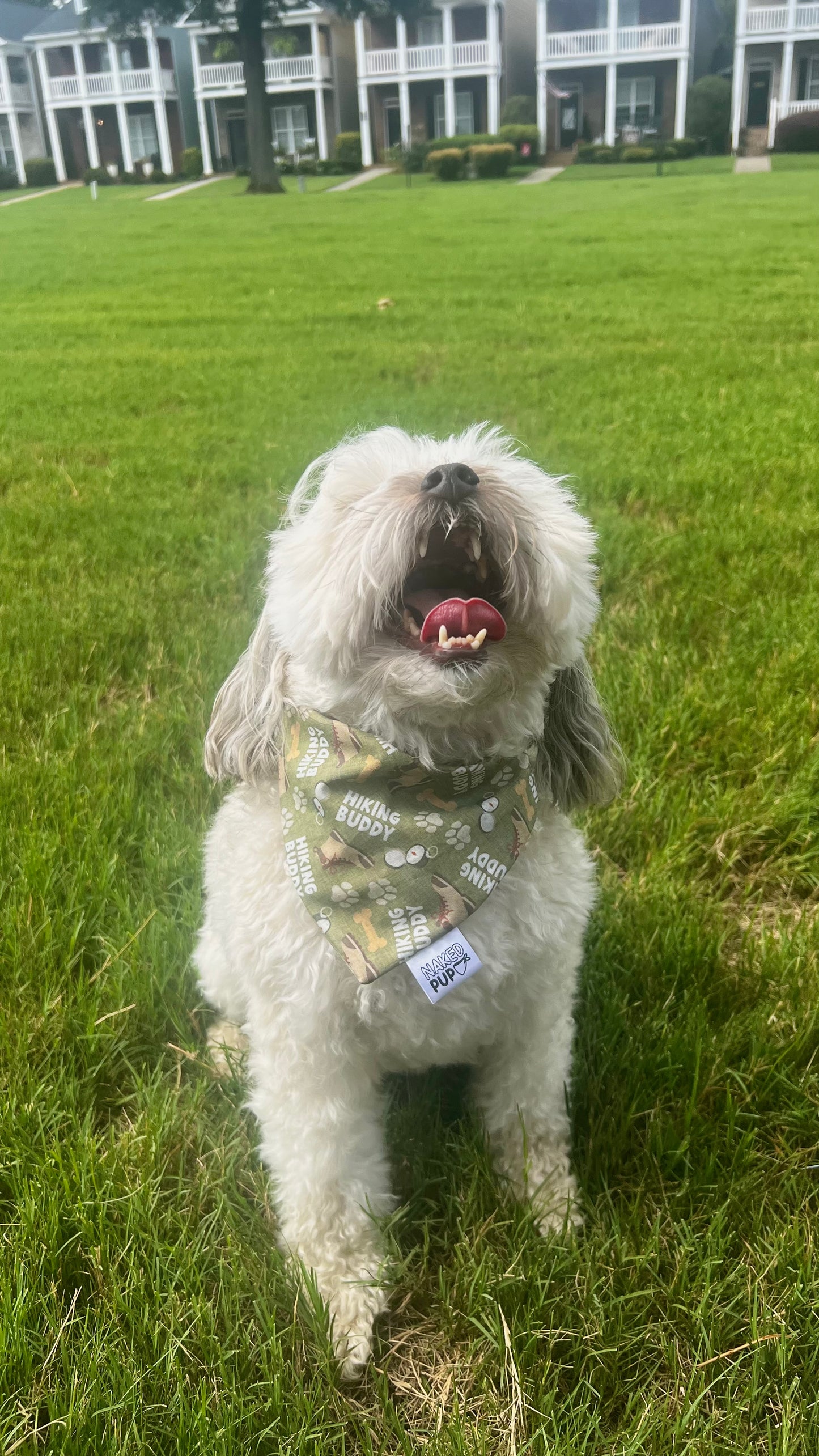 Hiking Boddy Dog Bandana
