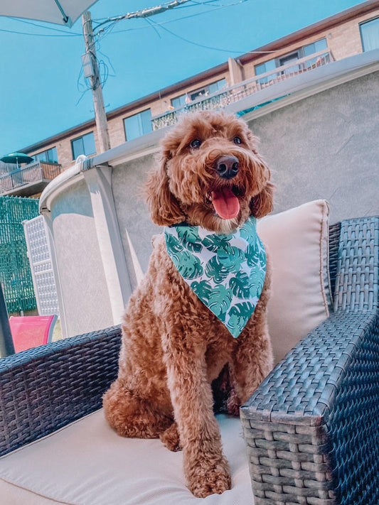 Palms Dog Bandana